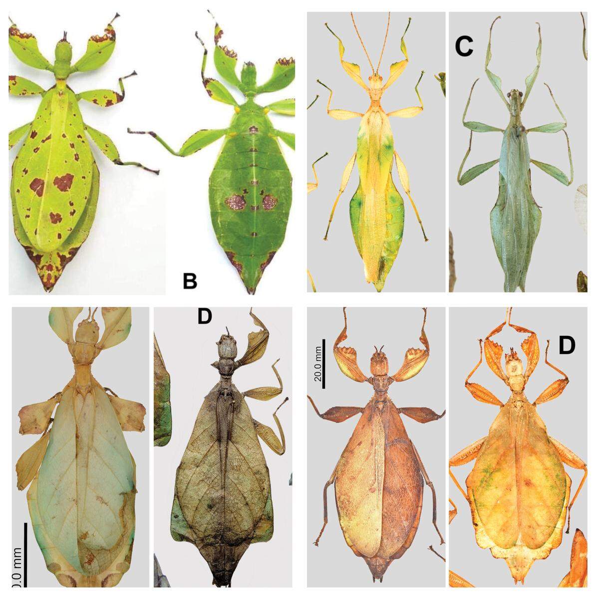 The new species were identified from museum specimens and private collections, according to the study.