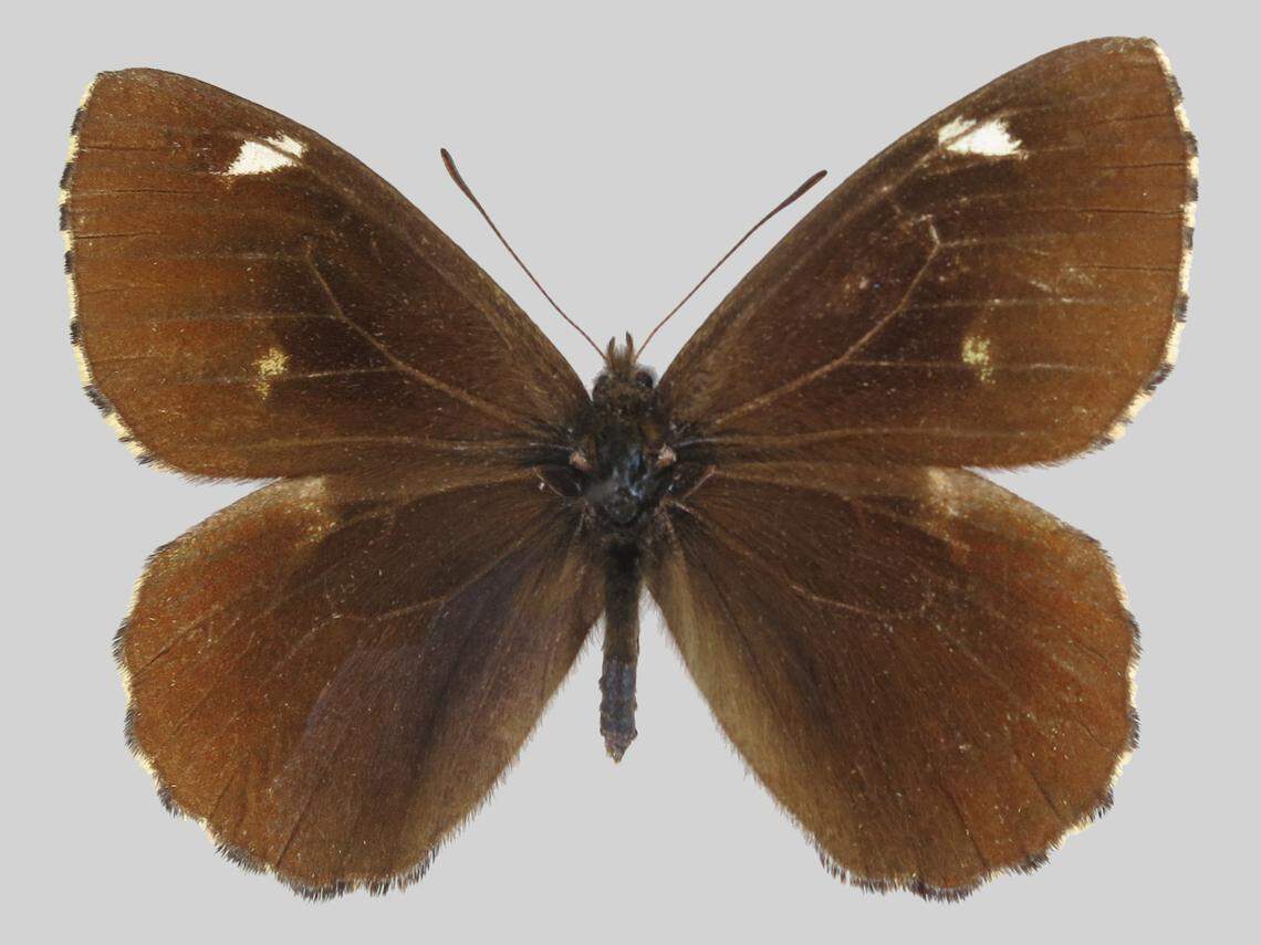 A Nivaliodes negrobueno, or Negrobueno snowy butterfly.