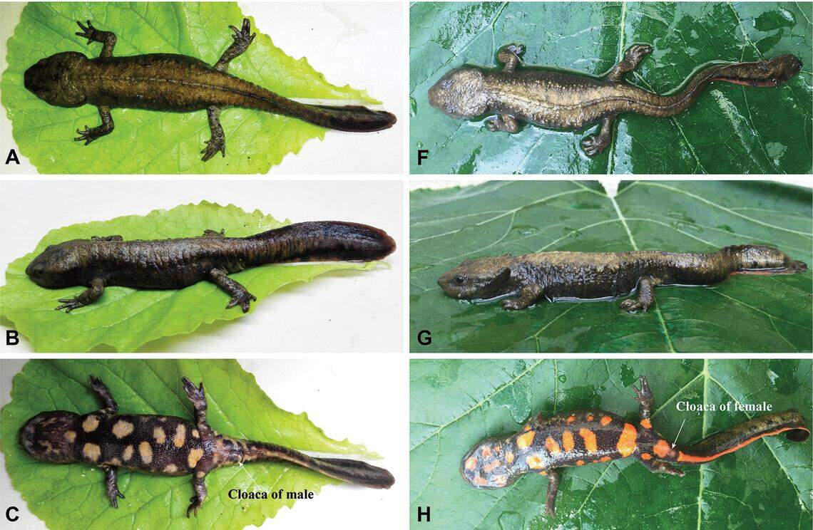 A male (left) and female (right) Paramesotriton wumengshanensis, or Wumeng Mountains warty newt.