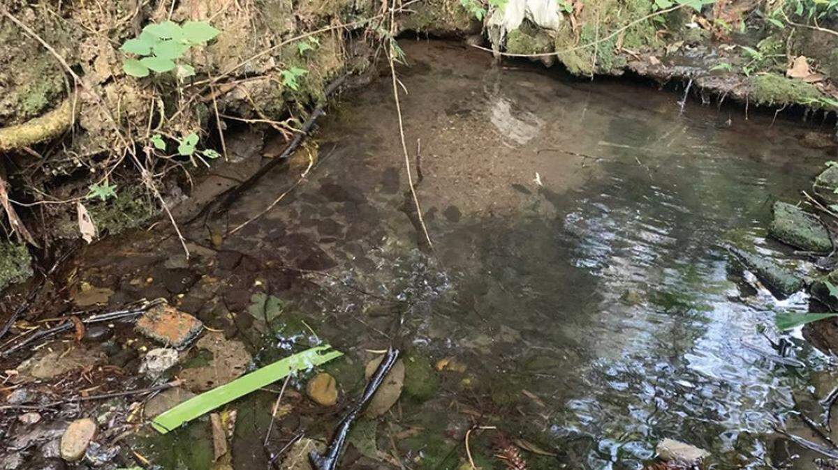 Scientists found a pinkish aquatic creature with wrinkly lips in a stream of southern China and discovered a new species, a study said.