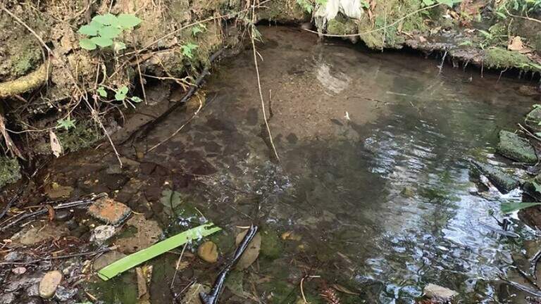 Pinkish river creature with wrinkly lips found in China. It’s a new species