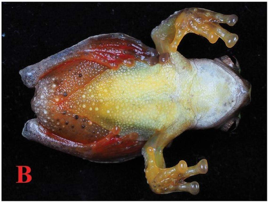 A Rhacophorus dulongensis, or Dulongjiang tree frog, as seen from below.