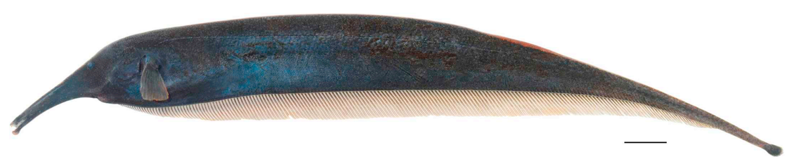 A Sternarchorhynchus guayaberensis, or Guayabero River knifefish.