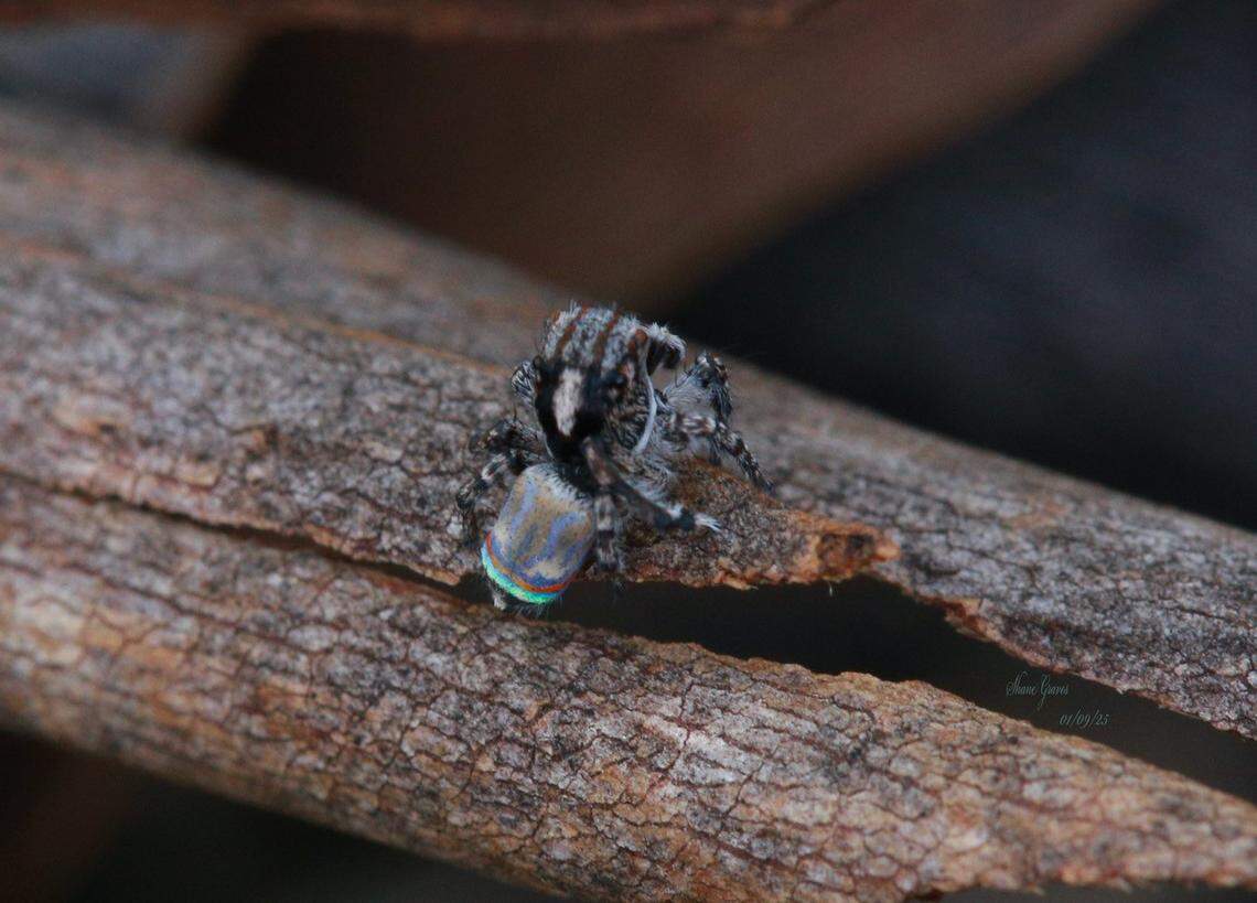 The Maratus australis spider seen at Dakalanta Wildlife Sanctuary.