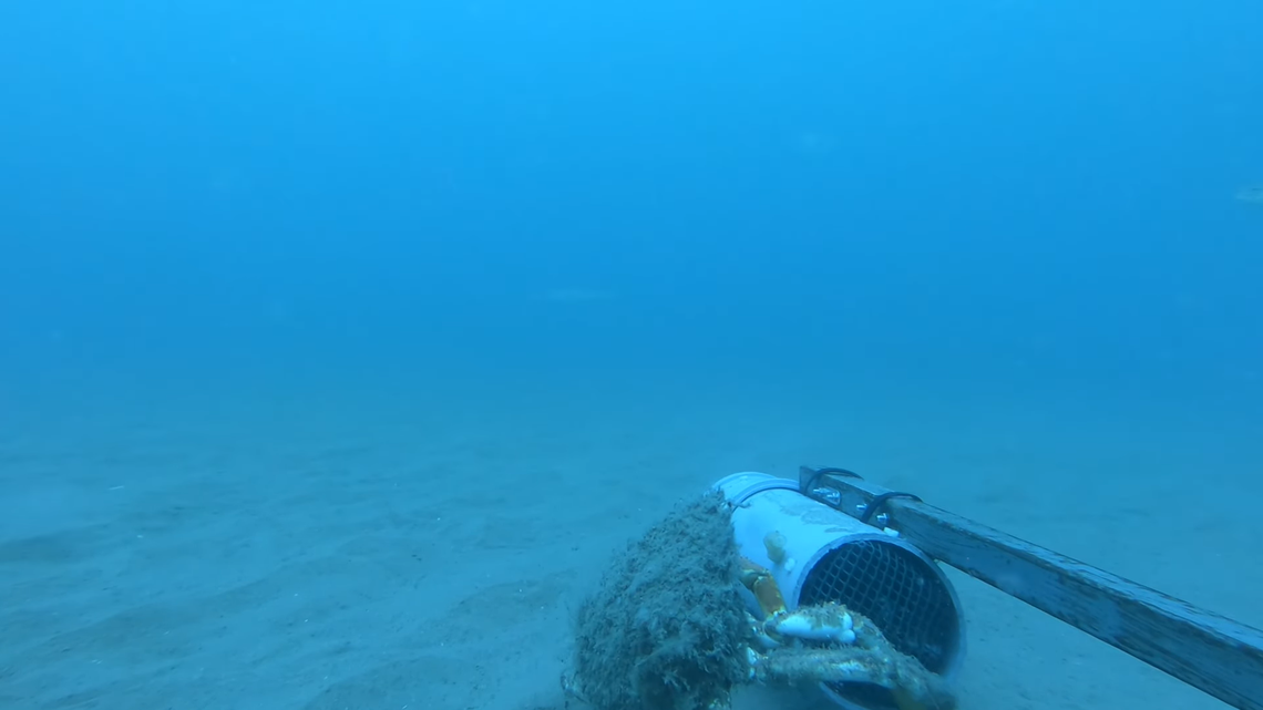 Conservationists used baited underwater cameras to survey marine life off Wales and recorded a “rare” shark, a video shows.