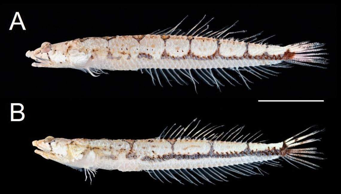 Two Limnichthys koreanus, or Korean sand burrowers.