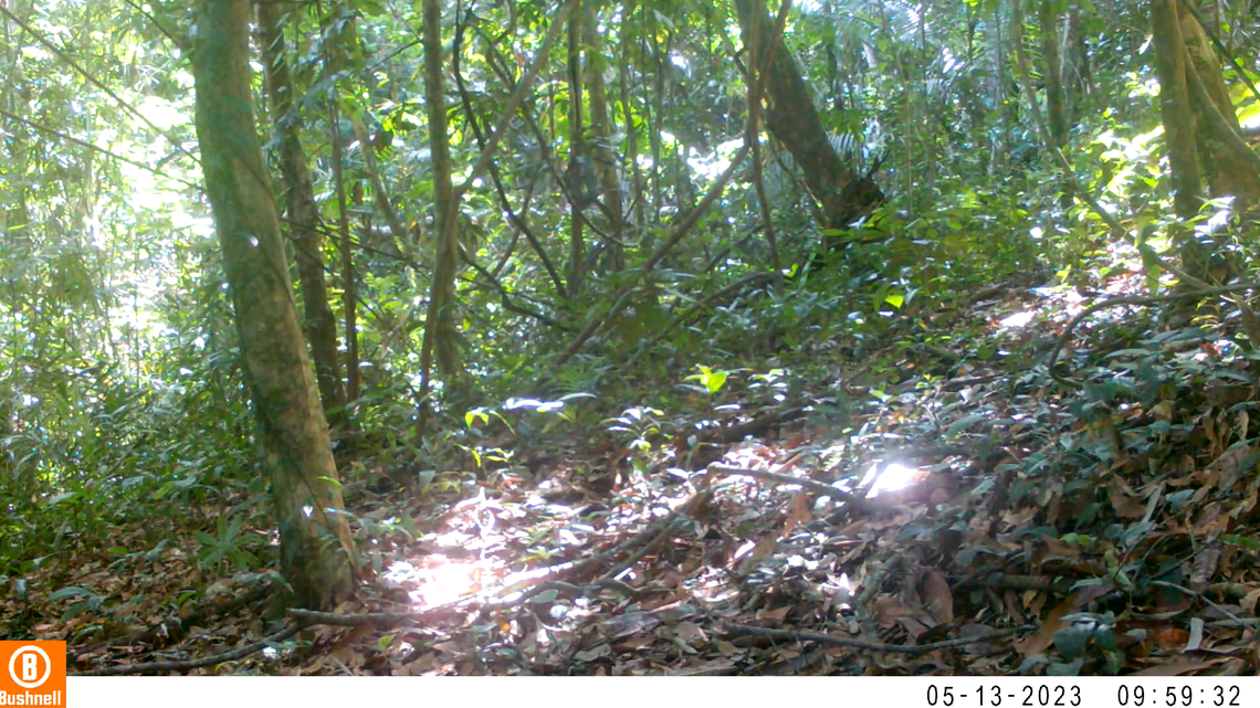 A first-ever trail camera survey of the Cardamom Mountains recorded over 100 species, including at-risk elephants, bears and cats.