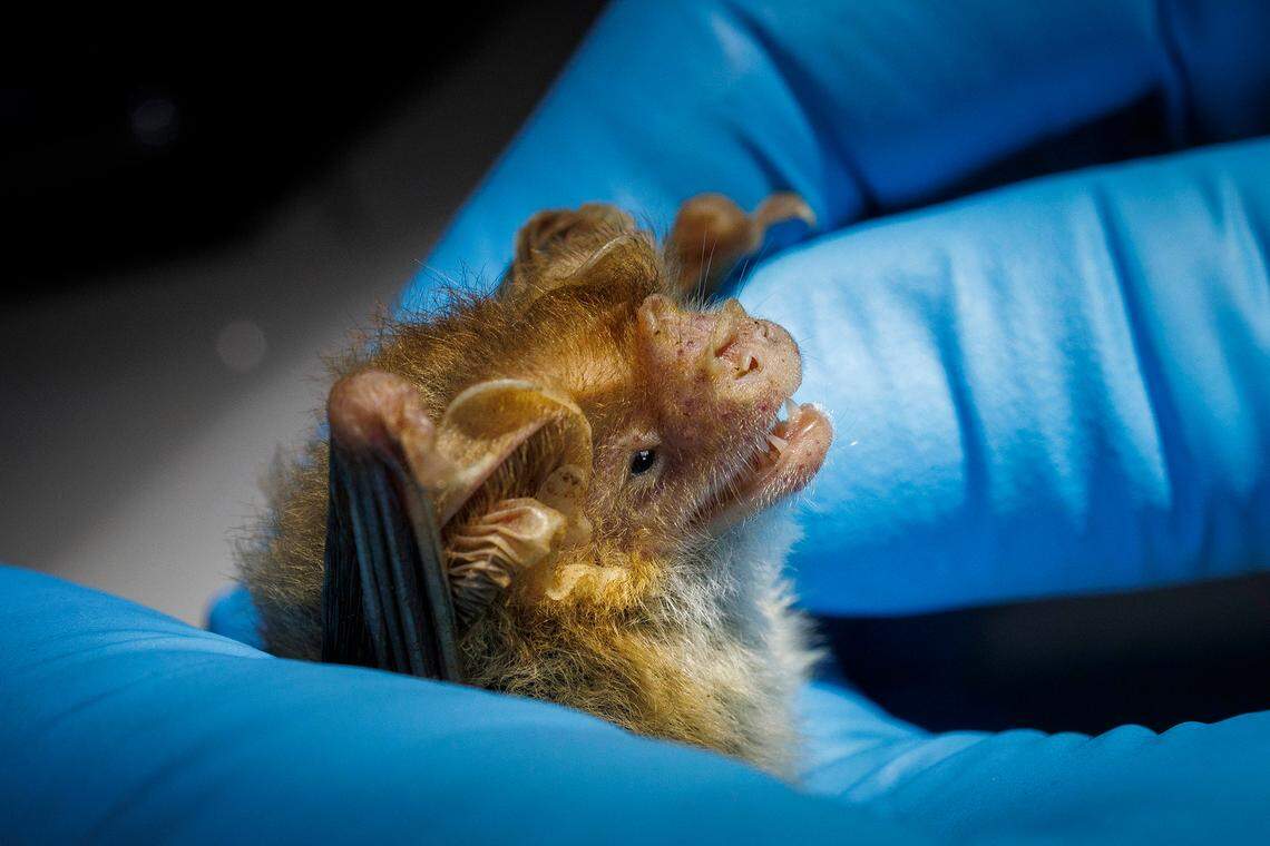 A long-eared bat being checked by researchers.