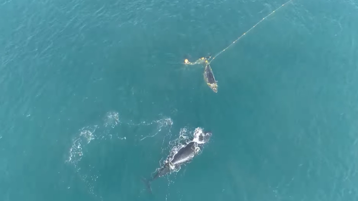 A cries of a mother whale could be heard along Australia’s Sunshine Coast after her calf became trapped in a net.