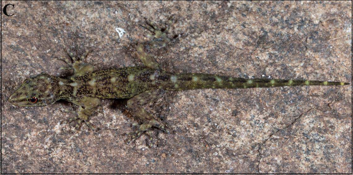 A female Cnemaspis agamalaiensis, or Agamalai dwarf gecko.