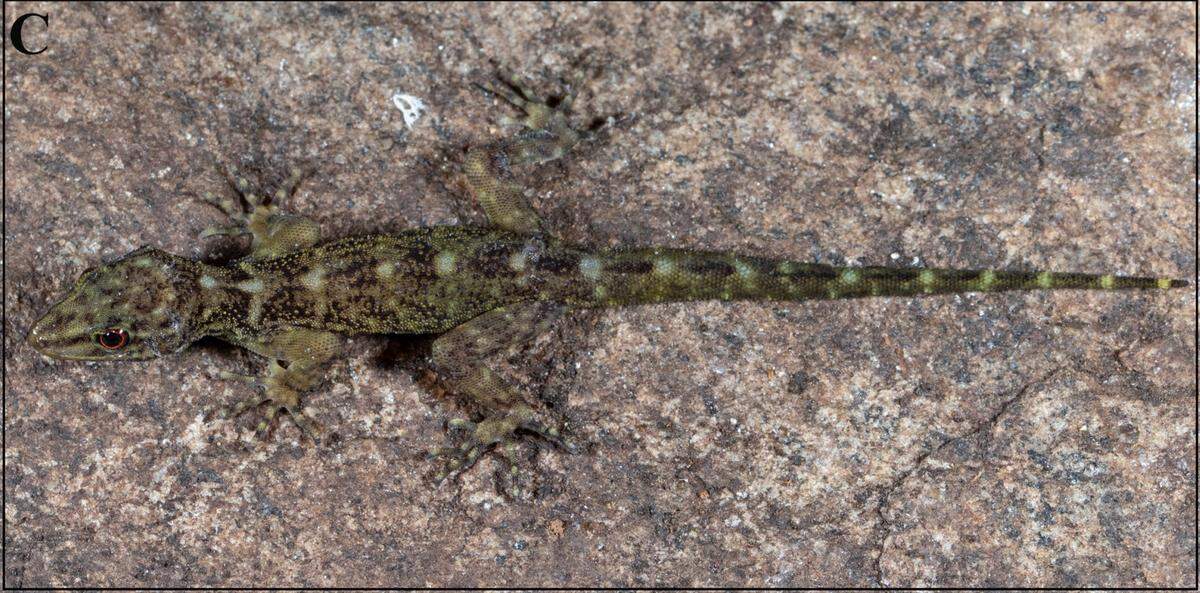 A female Cnemaspis agamalaiensis, or Agamalai dwarf gecko.