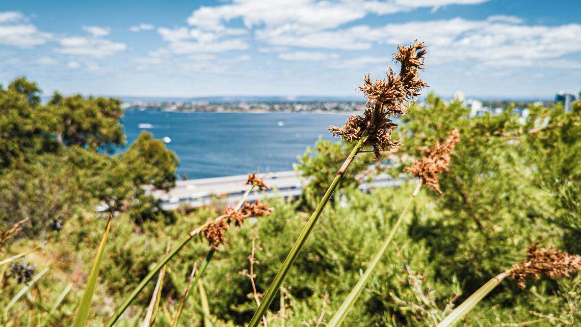 The Teyl trapdoor spider was rediscovered in Perth’s Swan Coastal Plain bushlands, according to researchers.