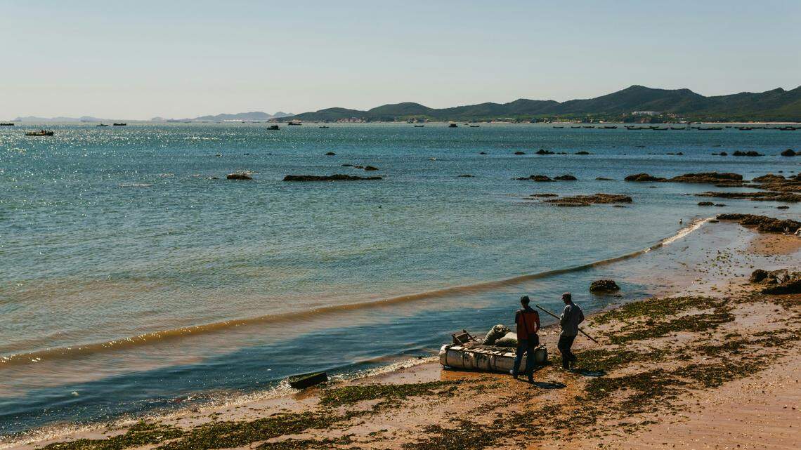 The new species was discovered in the intertidal zone of the Yellow Sea off the coast of Qingdao, China, according to a study.