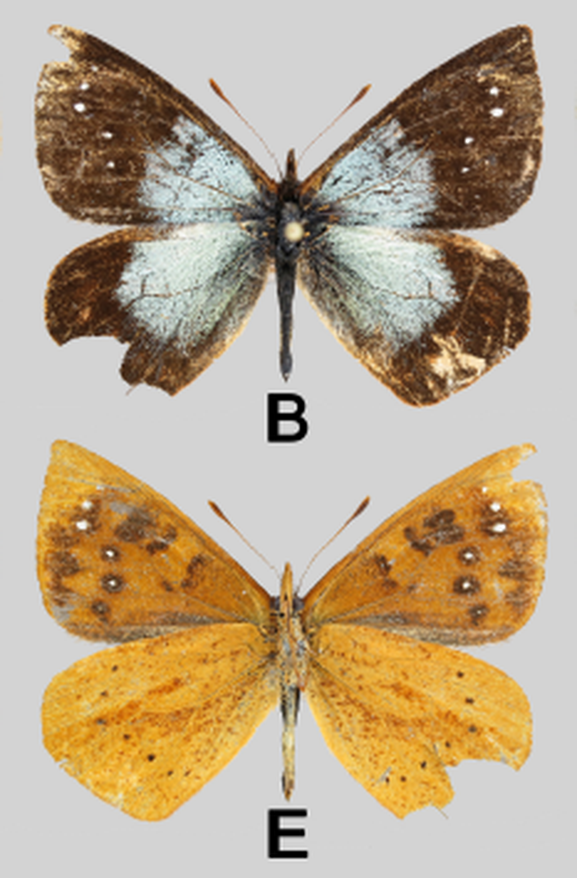 Lymanopoda chysquyco exists in the extreme northern elevations of the Colombian Andes, according to a study.