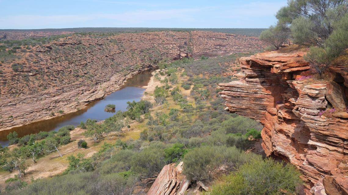 A new species of Bungulla trapdoor spider was discovered in Western Australia, according to a study.