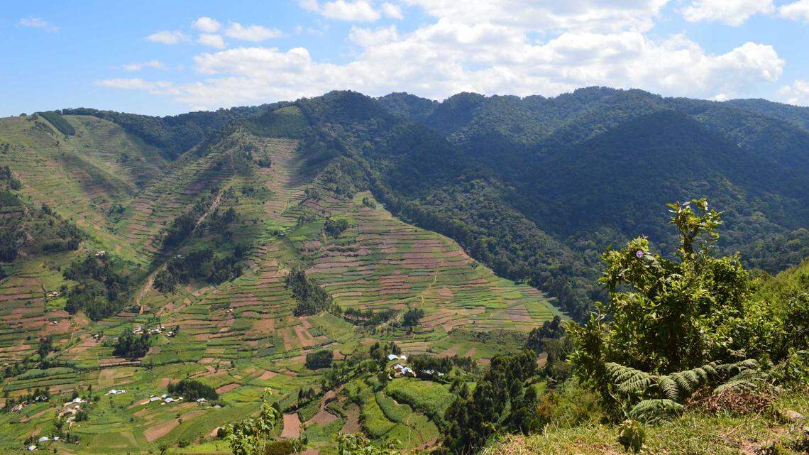 Scientists found a pregnant animal camouflaged like a “dead leaf” in a forest of central Africa and discovered a new species, a study said.