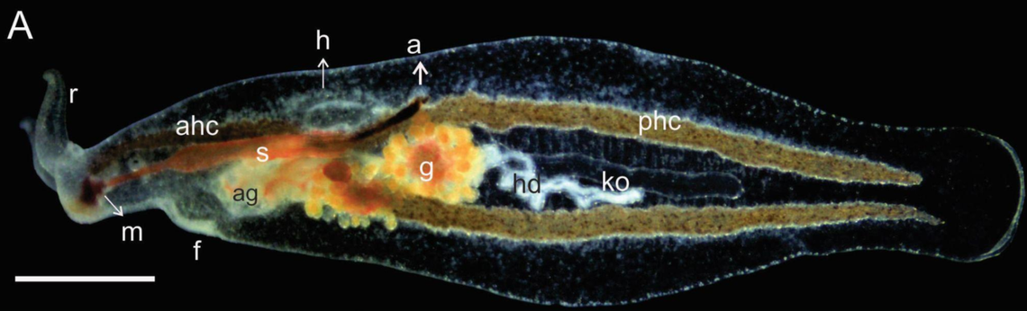 A Pleuropyge melaquensis, or San Patricio Melaque sea slug.