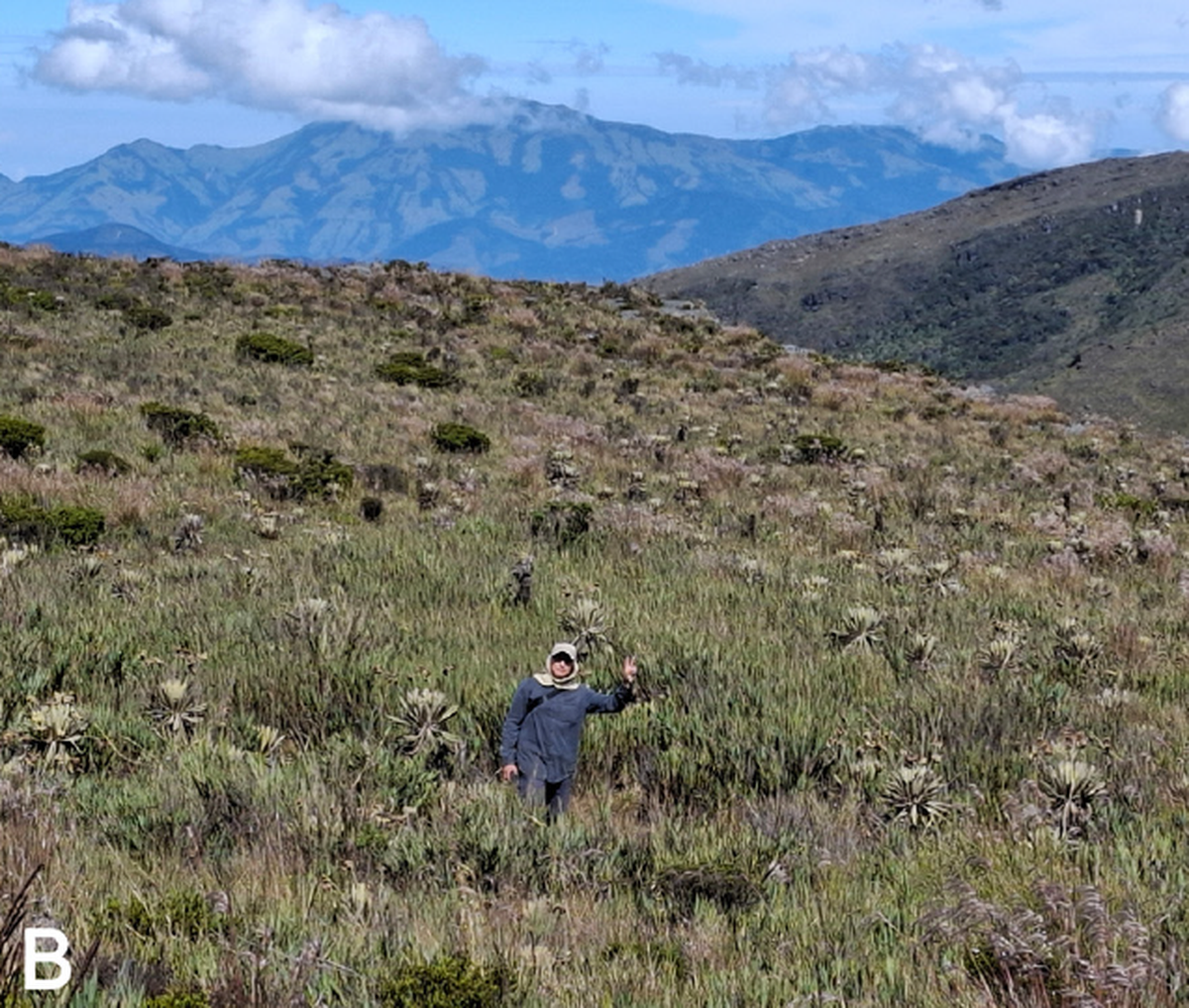 The new species was discovered in the high-altitude grasslands of the Colombian Eastern Cordillera, researchers said.