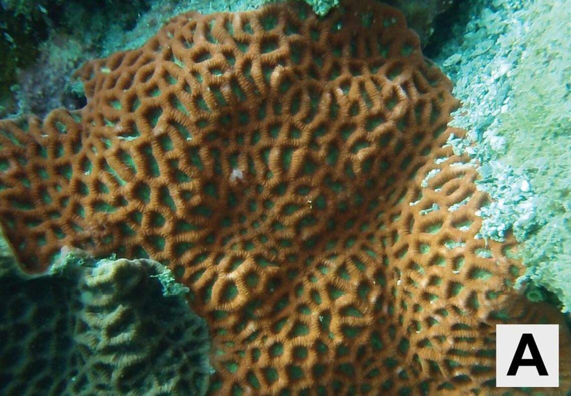 A yellow Paragoniastrea variabilis, or variable encrusting coral.