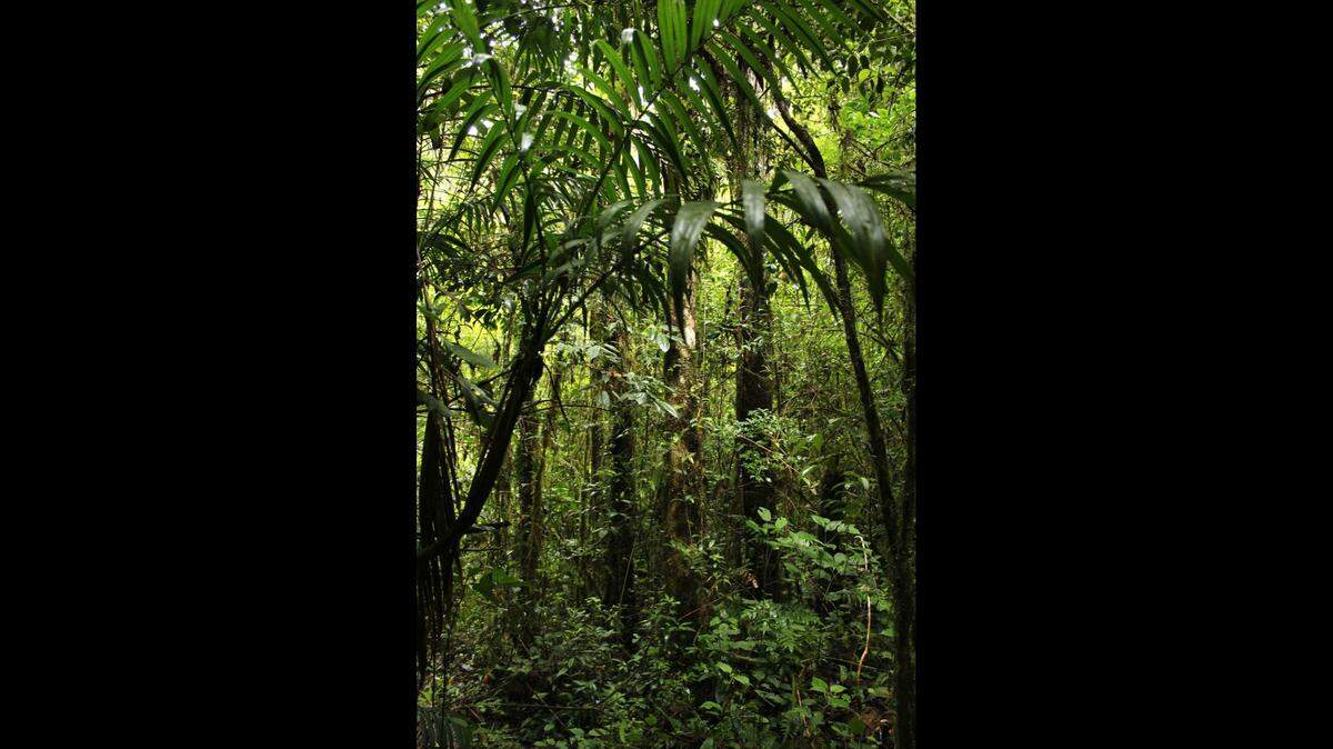Scientists found a rare reptile, the yellow-blotched palm pit viper, on a hike in Chiapas and expanded the known range of a dangerous species.