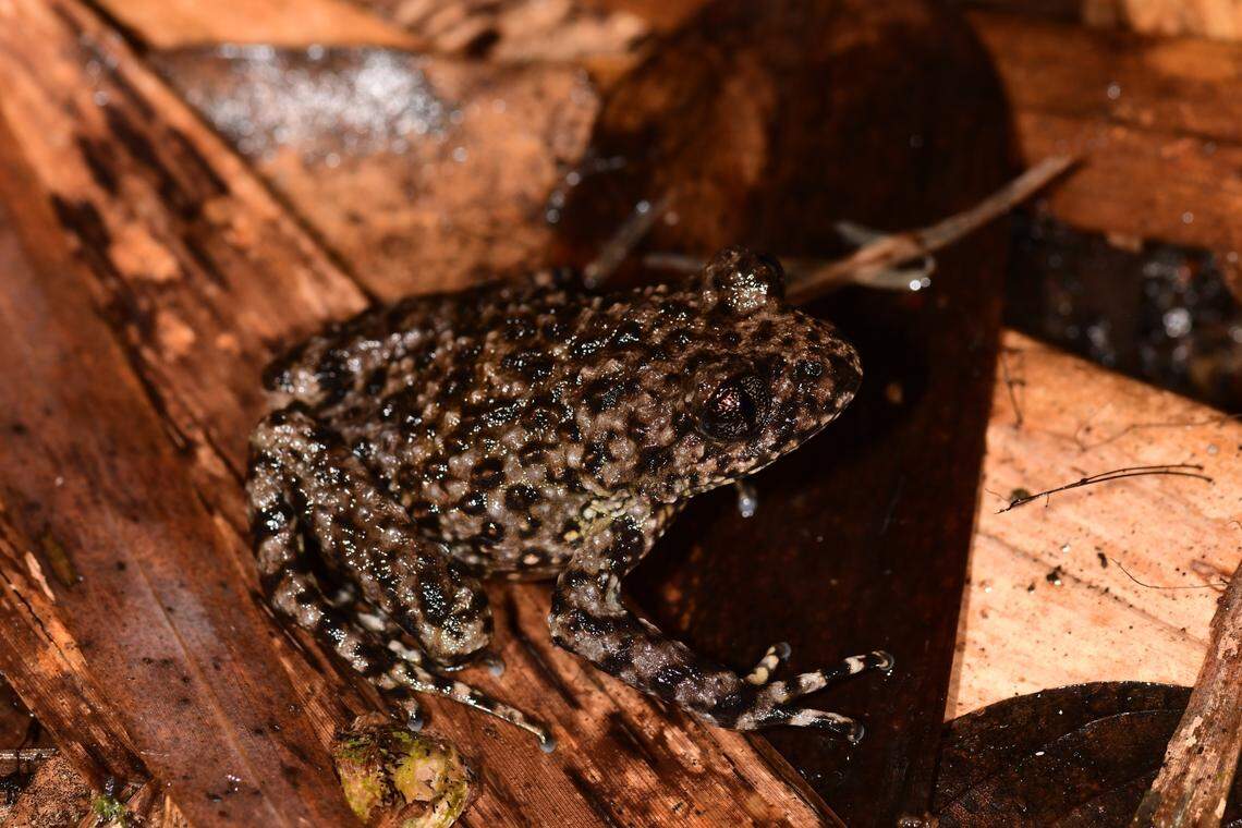 An Oreolalax adelphos, or Mount Po Ma Lung toothed toad.