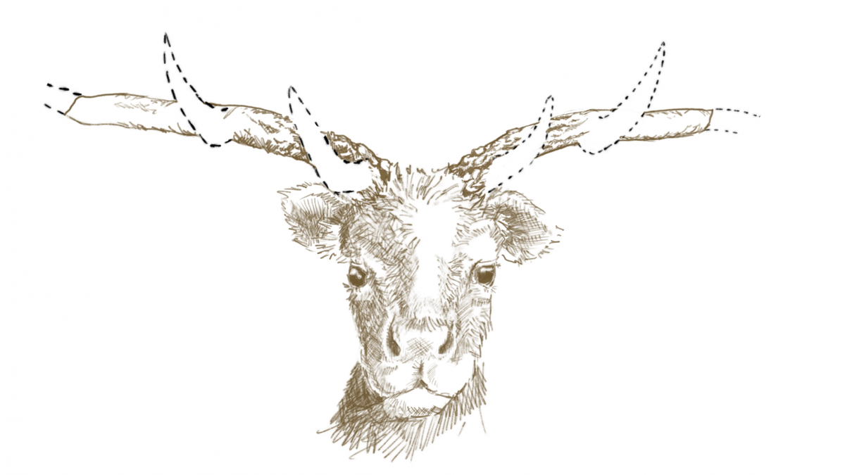 Researchers have determined that a unique set of antlers discovered in 1976 belonged to an extinct species of deer that existed more than 12,000 years ago.