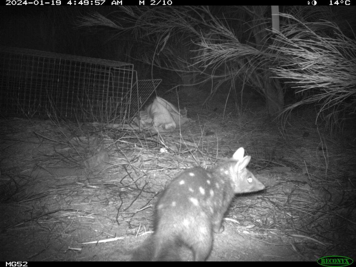 One of the wild-born baby Western quolls near a trap at Mount Gibson Sanctuary.