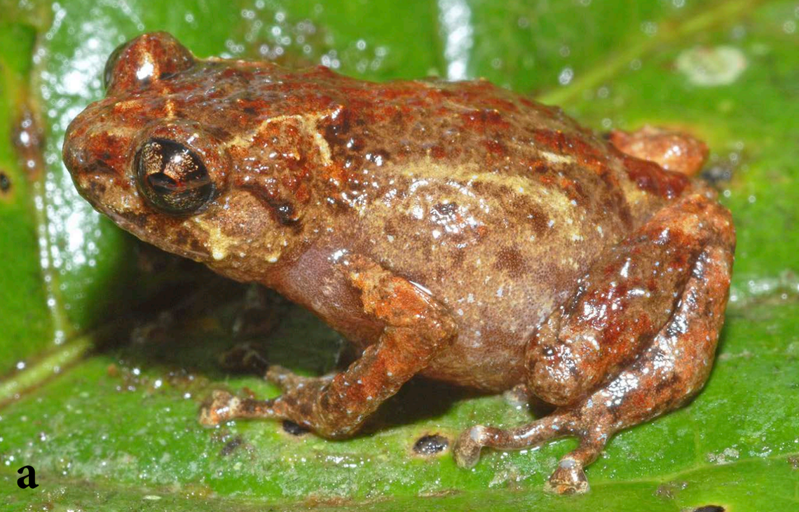 A Choerophryne hageni, or Hagen’s frog.