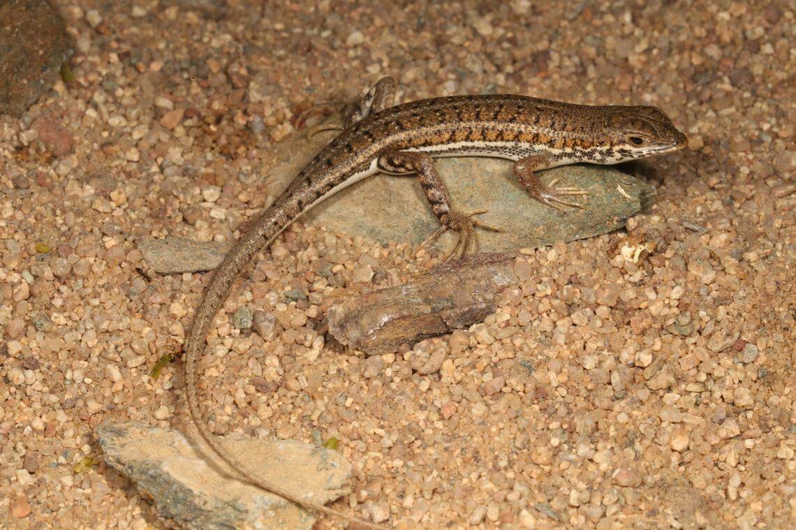 A Trachylepis wilsoni, or Wilson’s wedge-snouted skink.