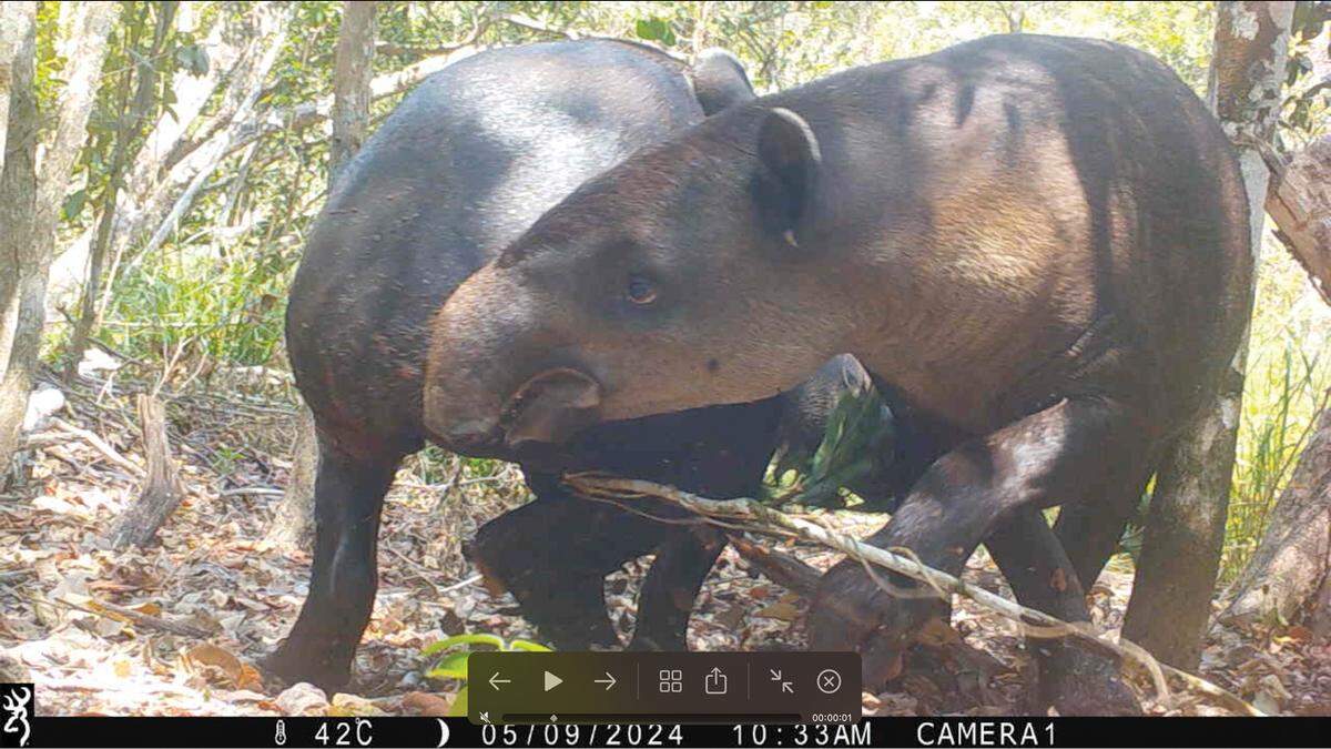 A pair of Baird’s tapirs seen fighting in Calakmul Biosphere Reserve in May 2024.