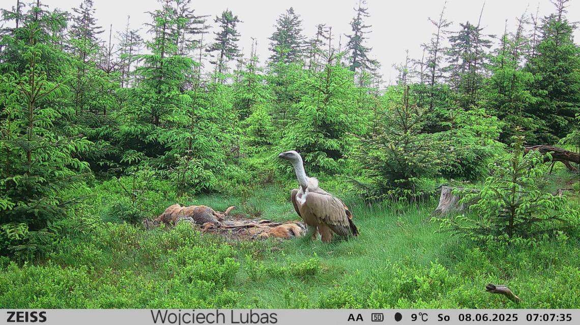 The Eurasian griffon vulture seen scavenging June 8 in the Owl Mountains of Poland.