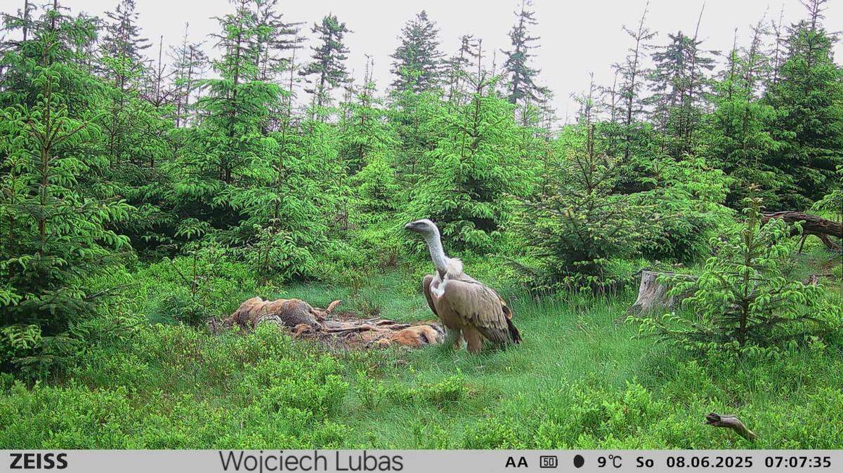 The Eurasian griffon vulture seen scavenging June 8 in the Owl Mountains of Poland.
