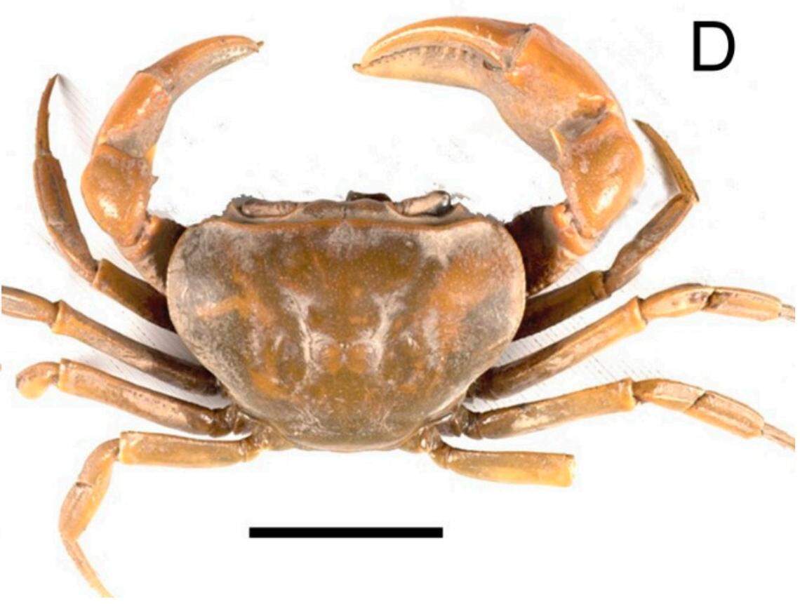 A Sudanonautes nkam, or Nkam freshwater crab.