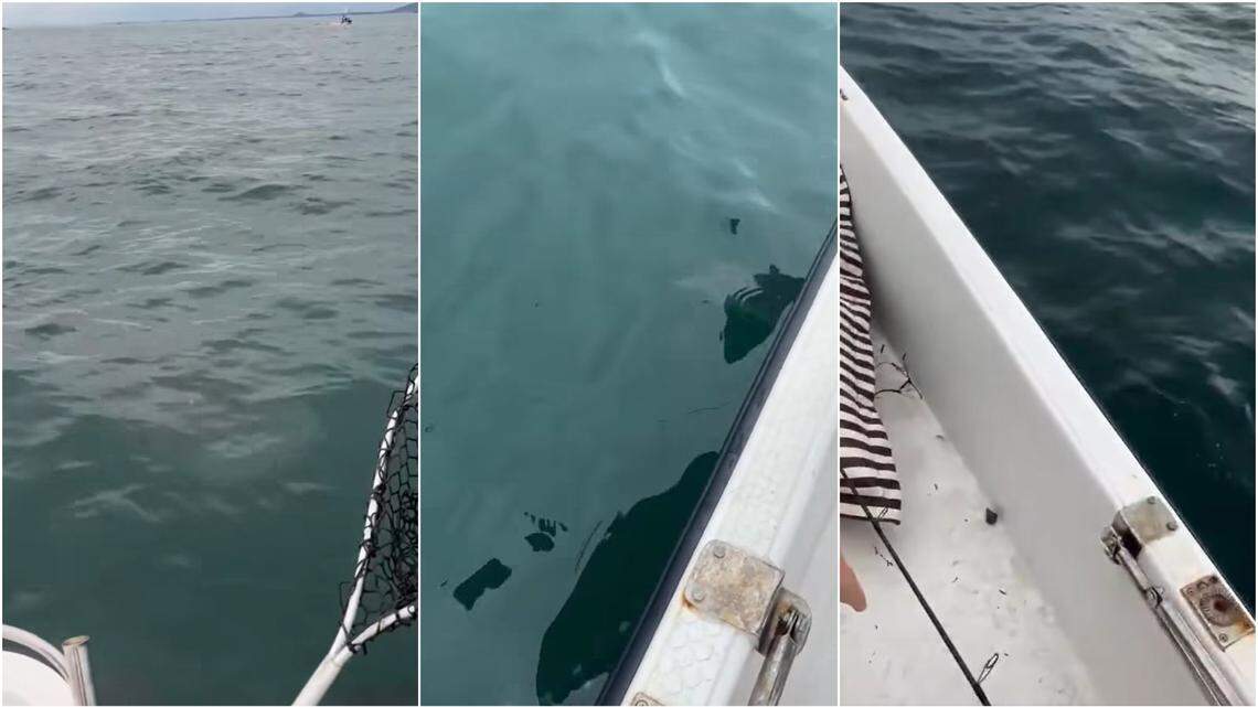 Fishermen at a national park in Thailand were stunned when a massive sea creature approached their boat. A video shows the a rare sighting.