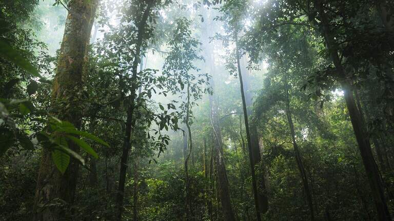 Poisonous creature found with baby on its back is new Amazonian species. See it