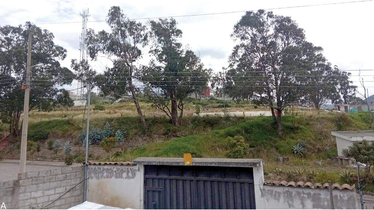 Scientists found a six-eyed animal with fangs in a garage of Pichincha and discovered a new species, a study said.