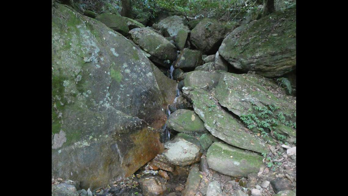 The tiny creatures were discovered near rocky streams in the forests of China’s Damingshan National Nature Reserve, according to experts.