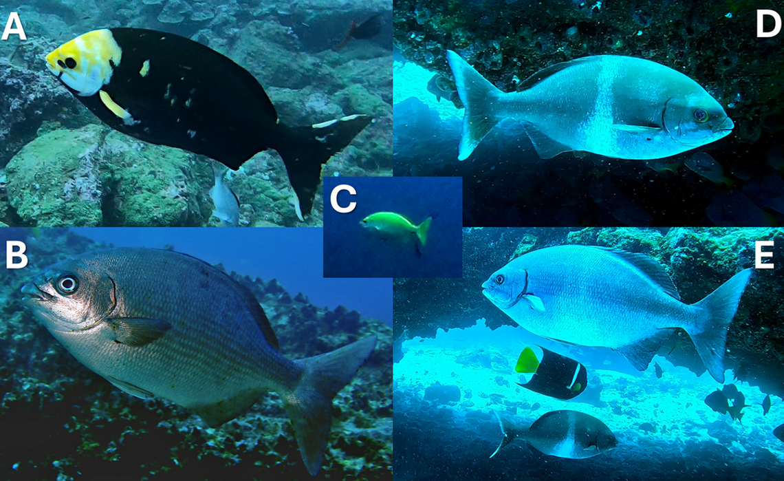 Several Kyphosus sectatrix seen in the Galápagos Islands for the first time.