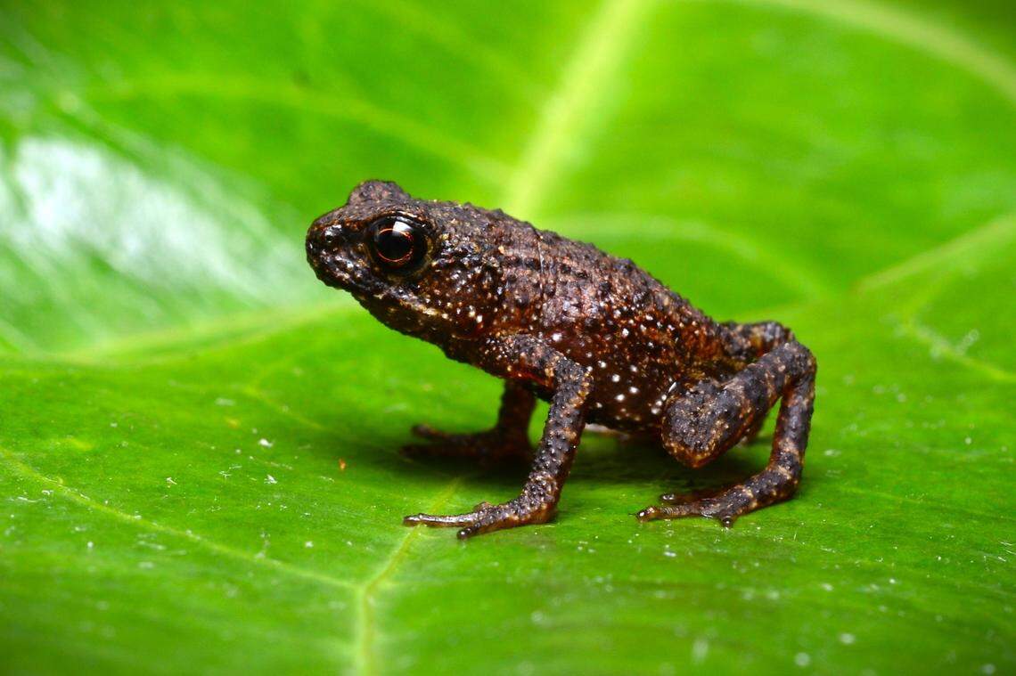 The Mesilau stream toad, or Ansonia guibei, rediscovered by researchers.