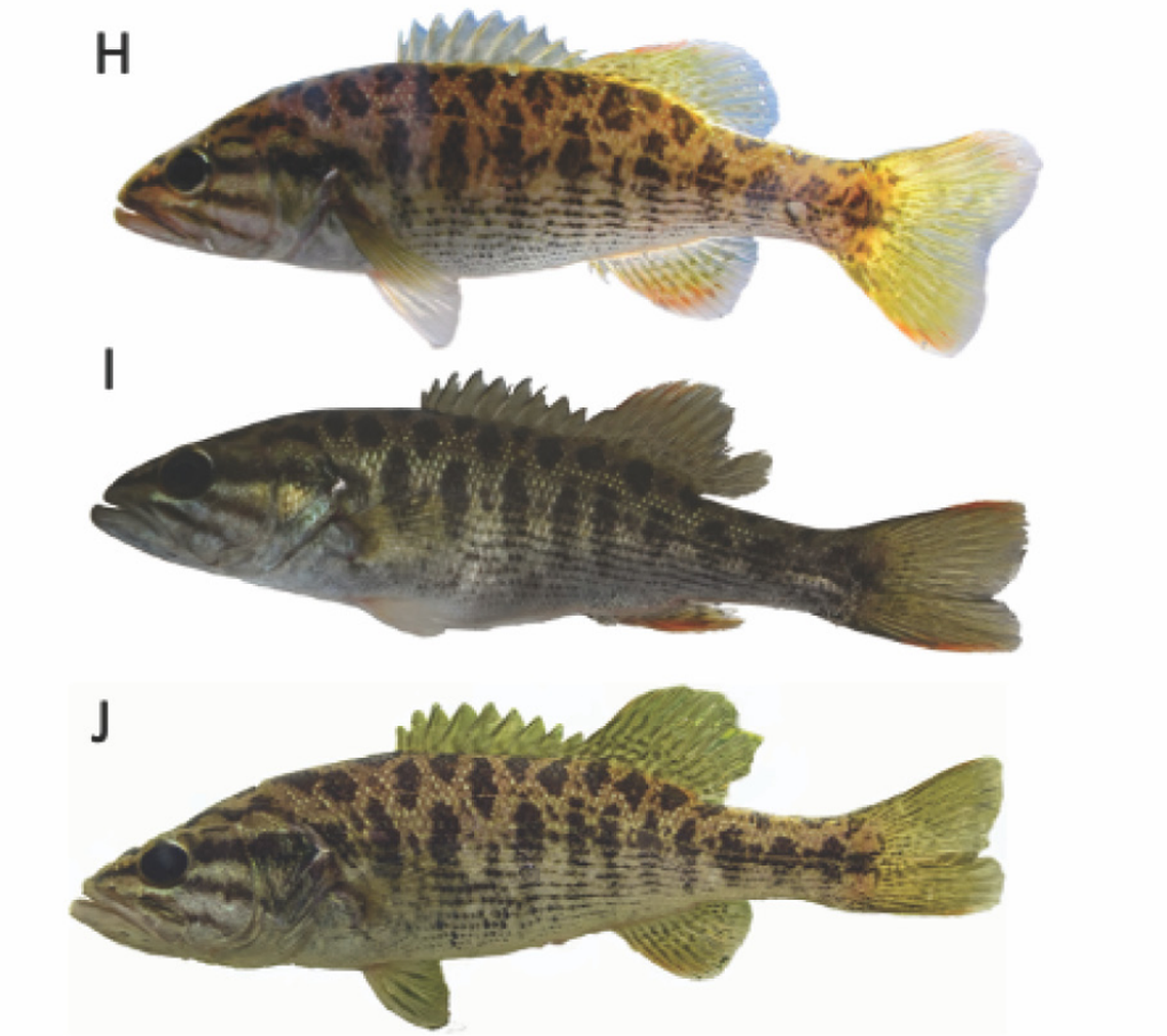 Several Micropterus calliurus, or Altamaha bass.