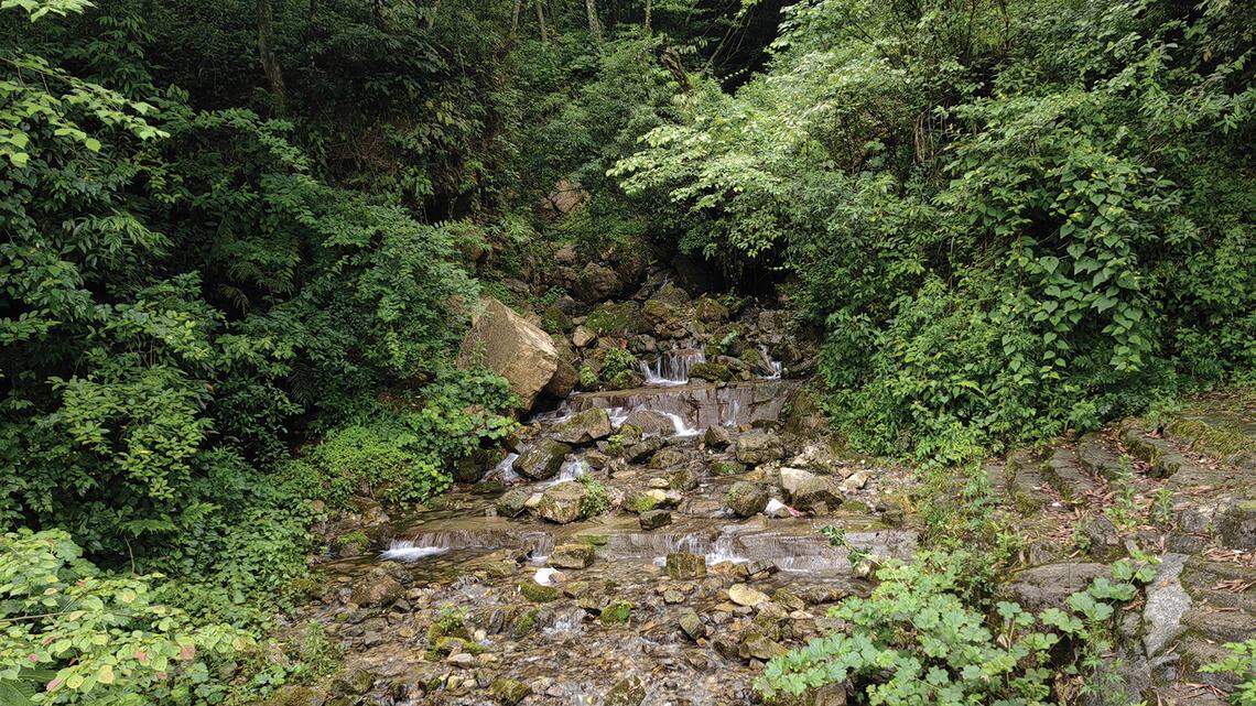 Scientists found a green spotted animal with “large” eyes in the mountains of Guizhou Province and discovered a new species, a study said.