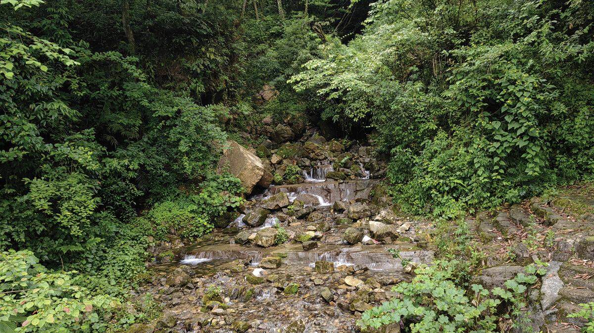 Scientists found a green spotted animal with “large” eyes in the mountains of Guizhou Province and discovered a new species, a study said.
