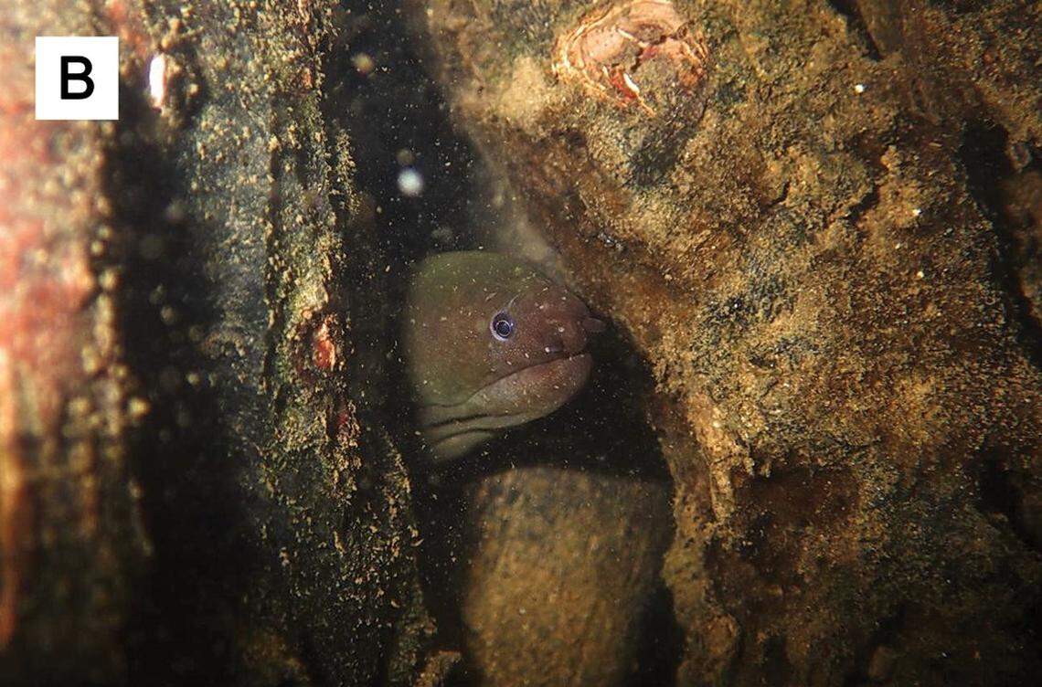 Scientists found a “rare” slimy creature hiding in “brackish water” of Japan and the Philippines and discovered a new species.