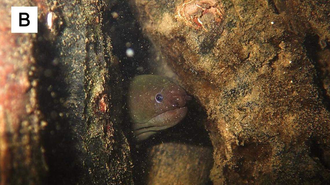 Scientists found a “rare” slimy creature hiding in “brackish water” of Japan and the Philippines and discovered a new species.