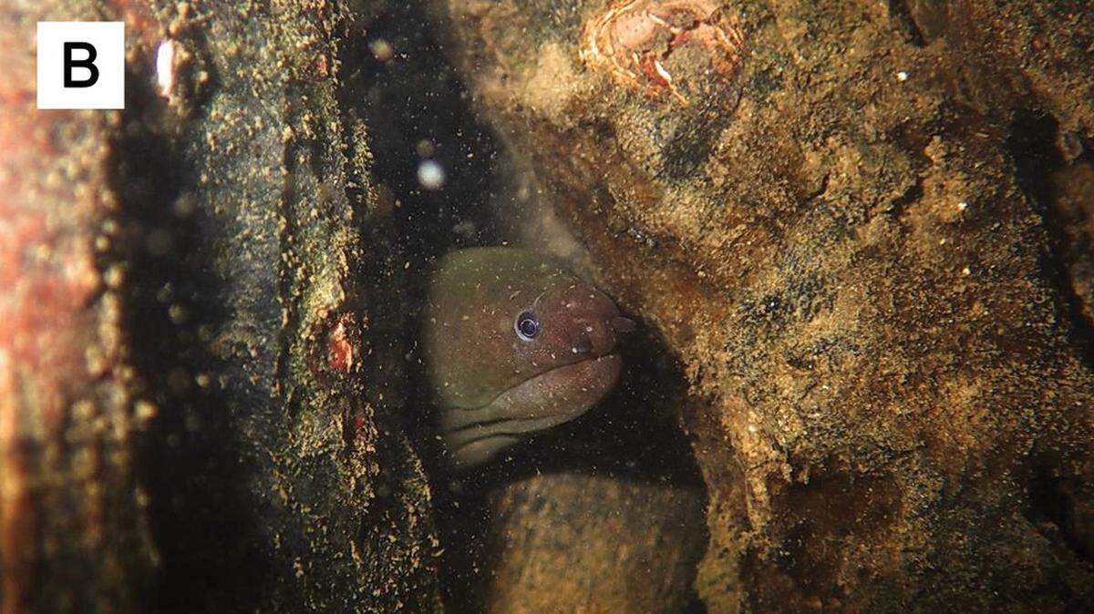 Scientists found a “rare” slimy creature hiding in “brackish water” of Japan and the Philippines and discovered a new species.