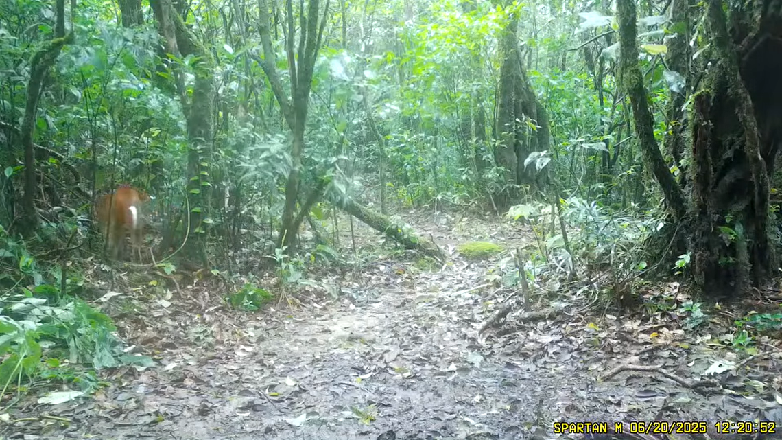 A trail camera at a national park in Thailand filmed a rare, “golden” creature emerging from the forest, officials said and a video shows.