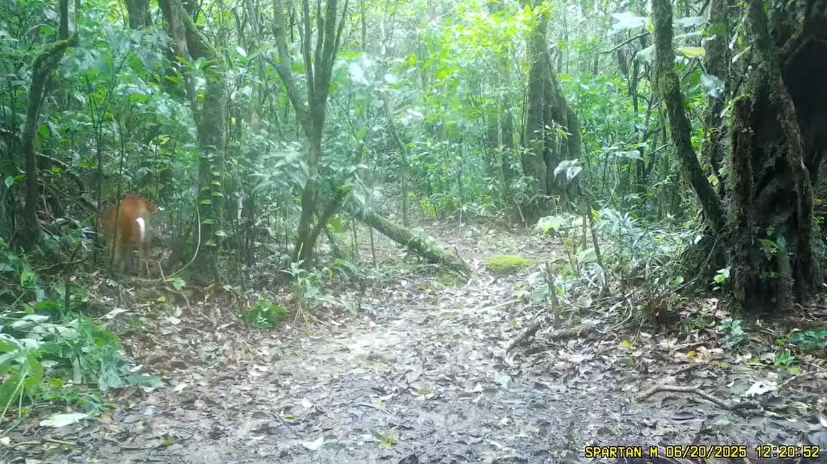 A trail camera at a national park in Thailand filmed a rare, “golden” creature emerging from the forest, officials said and a video shows.