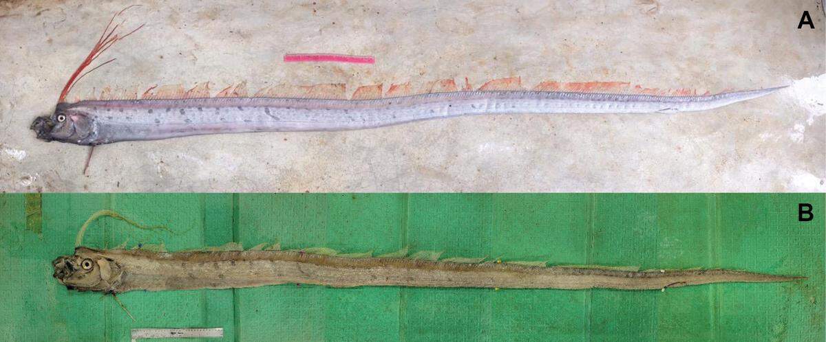 In some cultures, oarfish, known as the “doomsday fish,” are seen as harbingers of destruction because they are often sighted before storms, according to experts.
