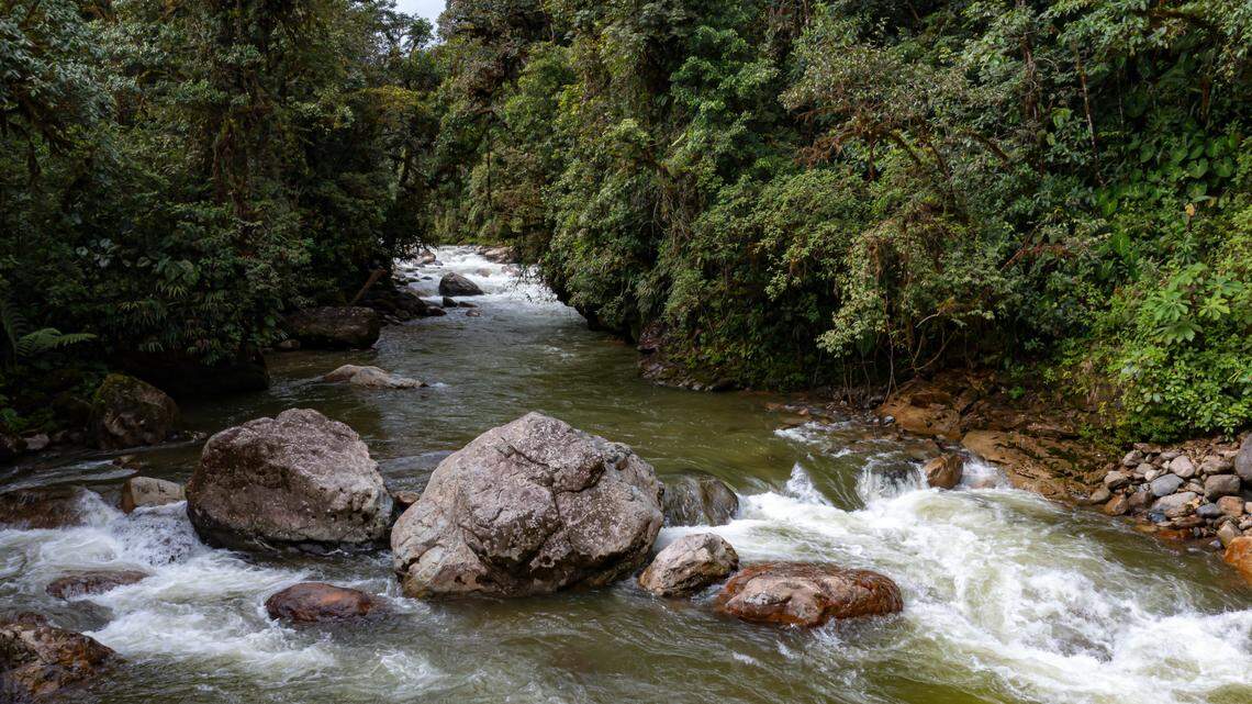 DNA analysis indicates these bats may be members of a new, undescribed species, but more research is required to confirm, according to the study.