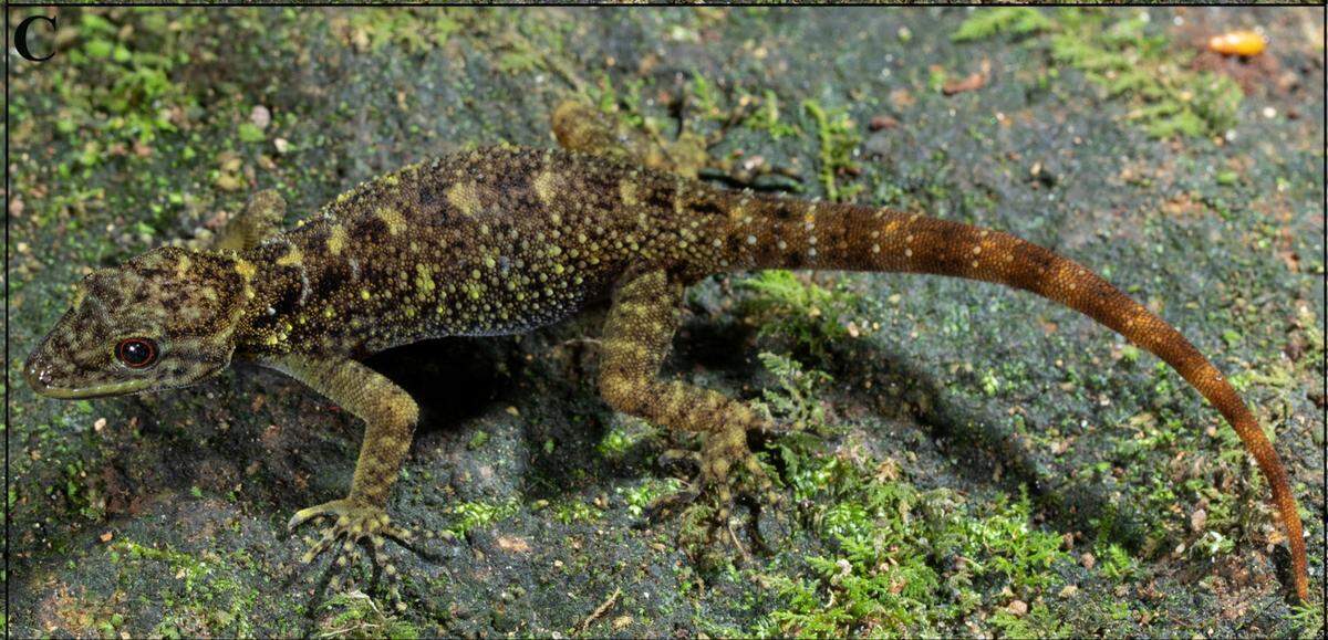 A female Cnemaspis valparaiensis, or Valparai dwarf gecko.